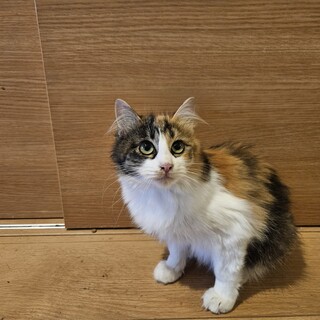 生後1年くらいの♀まあむちゃん