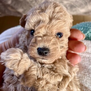 赤ちゃんプードル♪
