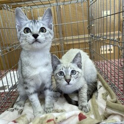 待ちねこ譲渡会　