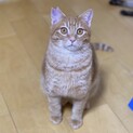 甘えん坊の茶トラ男子