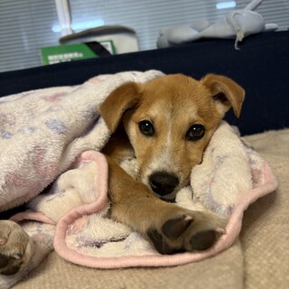 急募！小柄な雑種子犬すももくんのおうち募集中！