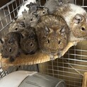 デグーの里親募集