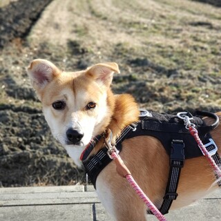 世界一穏やかで優しい女の子❤ハコちゃん