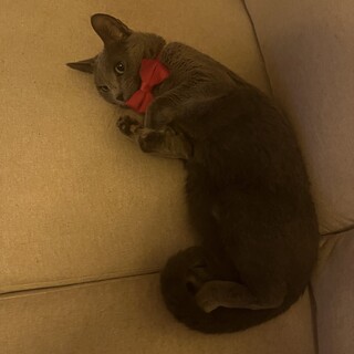 ロシアンブルー♀