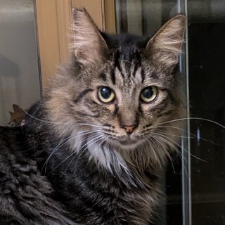 【多頭崩壊レスキュー】メインクーン風の穏やかな紳士