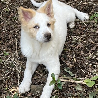 白と茶色のモフモフ仔犬名前はしろっぴーちゃん