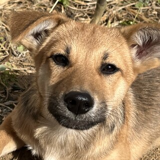 柴系の可愛いMIX仔犬ちゃん