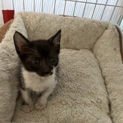 名古屋市緑区猫の譲渡会 サムネイル2