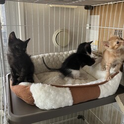 名古屋市緑区猫の譲渡会 サムネイル3