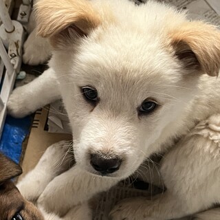 垂れ耳薄茶色の可愛い仔犬ちゃん