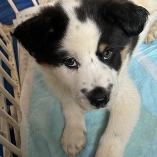 白黒茶色のモフモフの可愛い仔犬ちゃん
