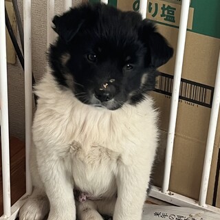 顔が黒い個性的なモフモフの可愛い仔犬ちゃん