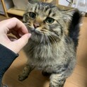 人懐っこい猫ちゃん