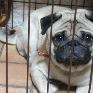 男の子のパグ、2歳です。