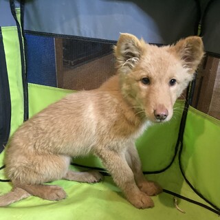 保健所からレスキュー！　フワモコ姉妹　ベルちゃん！