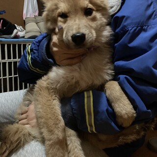 保健所からレスキュー！　フワモコ兄弟　クヌギ君！