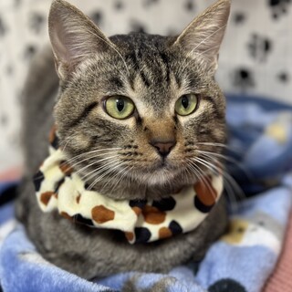 とってもなつっこいキジ猫のコッキー君！