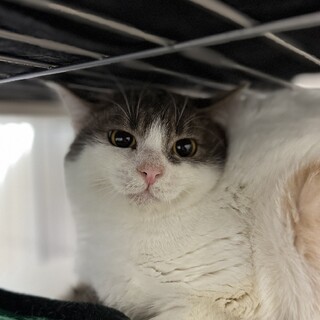 貰ってください