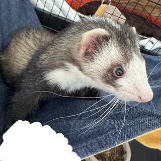 《里親様決まりました》