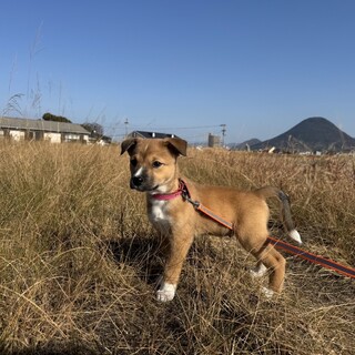 2ヶ月の雑種の男の子　セウくん