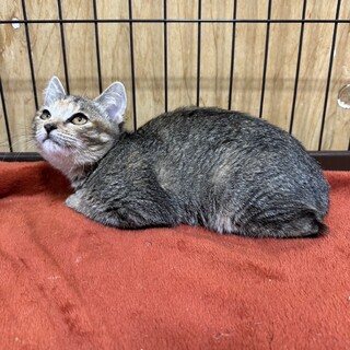 只今、コワイコワイ発動中！本当ほ甘えっ子❤カヌレ