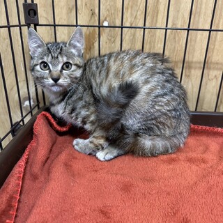 只今、コワイコワイ発動中！本当ほ甘えっ子❤ワッフル