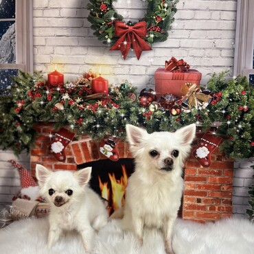 クリスマス　トリミング