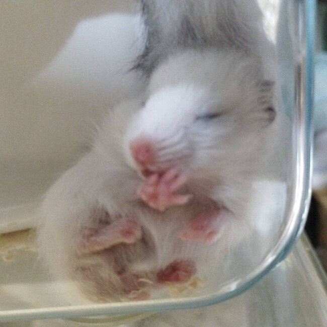 紙魚入るのカバー写真