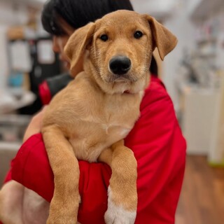 ほぼラブラドール？！犬・猫とも平和な大型犬子犬