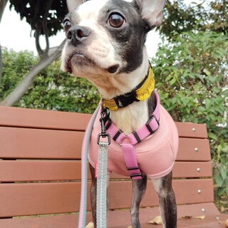 地獄からの救出。甘えん坊で明るい♥ボストンテリア