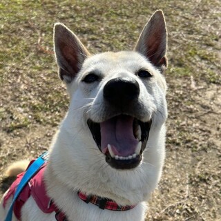 慣れると甘えん坊で元気いっぱい【クリフ】くん☆