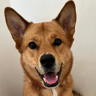 人が大好き！元気いっぱいな【おはぎ】くん☆