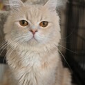 kasha!