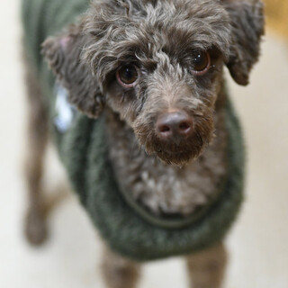 トイプーのリースくん