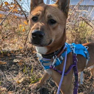 甘えん坊の【リック】くん