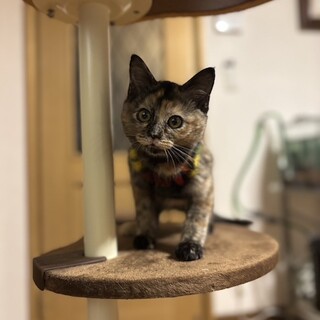 人懐こいもふもふさび プシュケちゃん　 3ヶ月