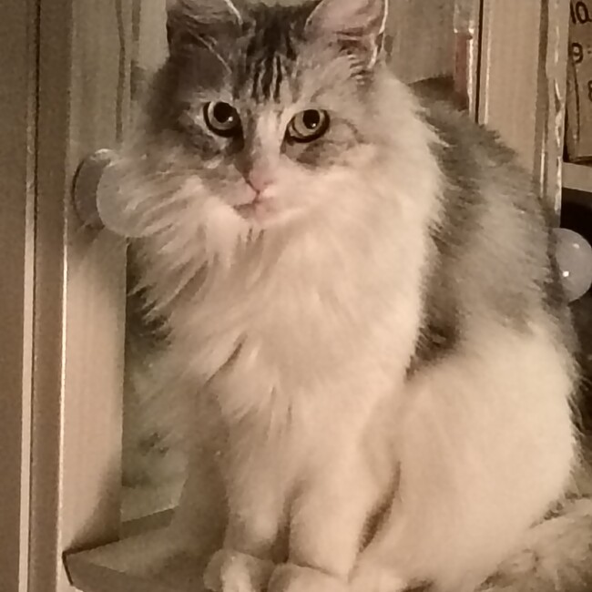 デグデグデグーのカバー写真