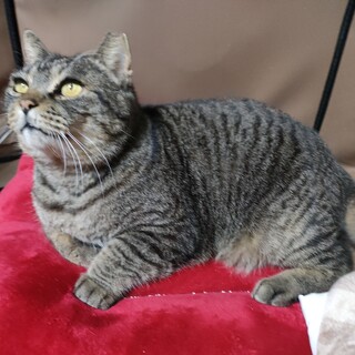 ヘビ〜級の甘えん坊男子☆5.6才おはぎくん