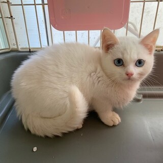 可愛いブルーアイの白猫フレディ君　