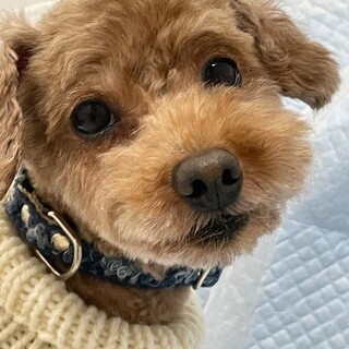 人が大好き、トイプードルのルーサーくん♪