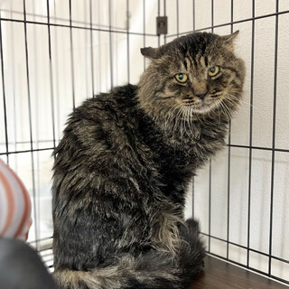 長毛キジトラ☆たぬきくん☆7歳