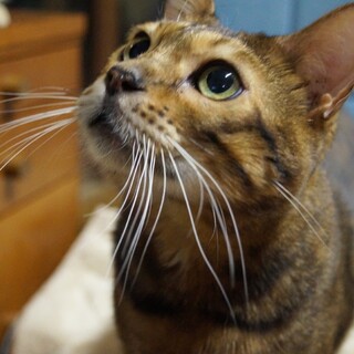 人馴れバッチリ！ベンガル風のキジトラ君2歳