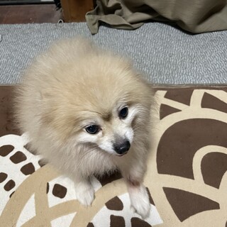 ポメラニアン男の子です！