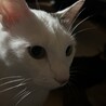 ちゃんくみ