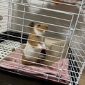モルモット里親募集中