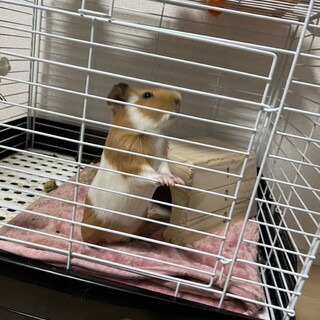 モルモット里親募集中