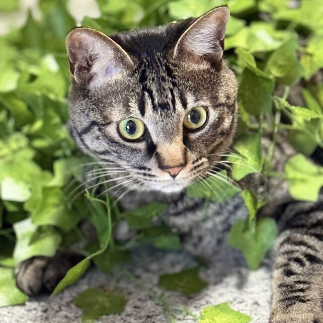 まや323のカバー写真