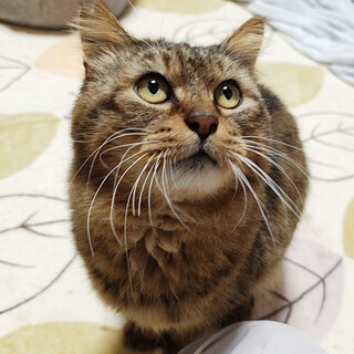 まんまる丸顔♪マヌルネコ似！モフモフ長毛『たわし』