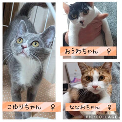 保護猫譲渡会@碧南市