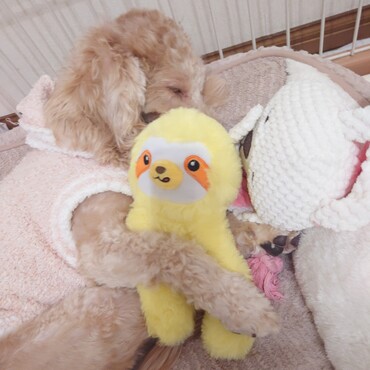 らんまるの写真